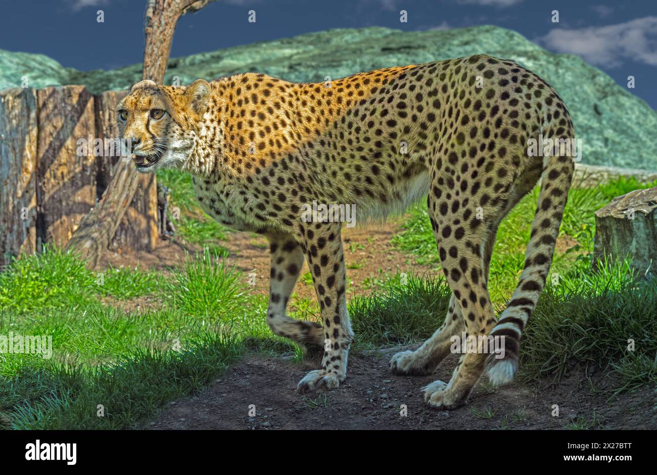 Il ghepardo (Acinonyx jubatus) è un grande gatto e l'animale terrestre più veloce. Originario dell'Africa. Foto Stock