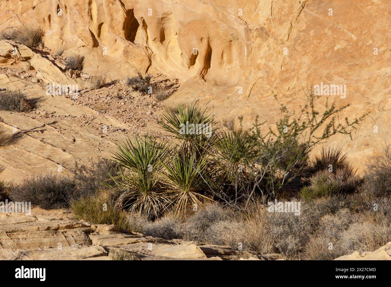 La Valle del Fuoco, Nevada. Mojave Yucca (Yucca Schidigera) cresce lungo le cupole bianche Trail. Foto Stock