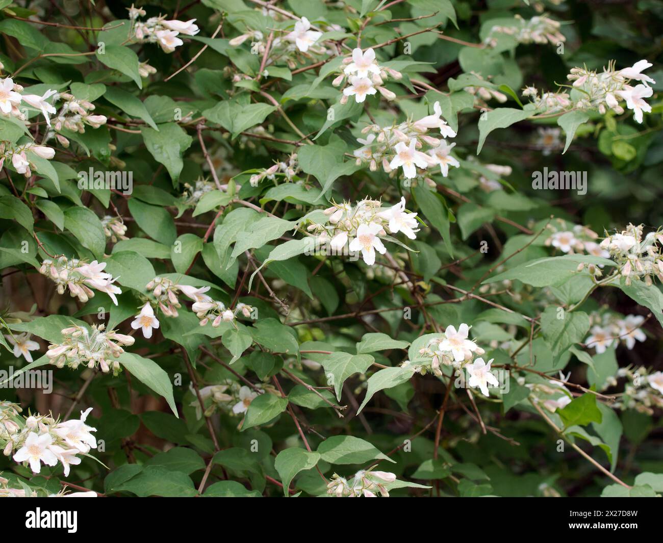 Beauty Bush, Kolkwitzie, Perlmuttstrauch, Kolkwitzia ravissant, Kolkwitzia amabilis, kínai viráglonc, Ungheria, Magyarország, Europa Foto Stock