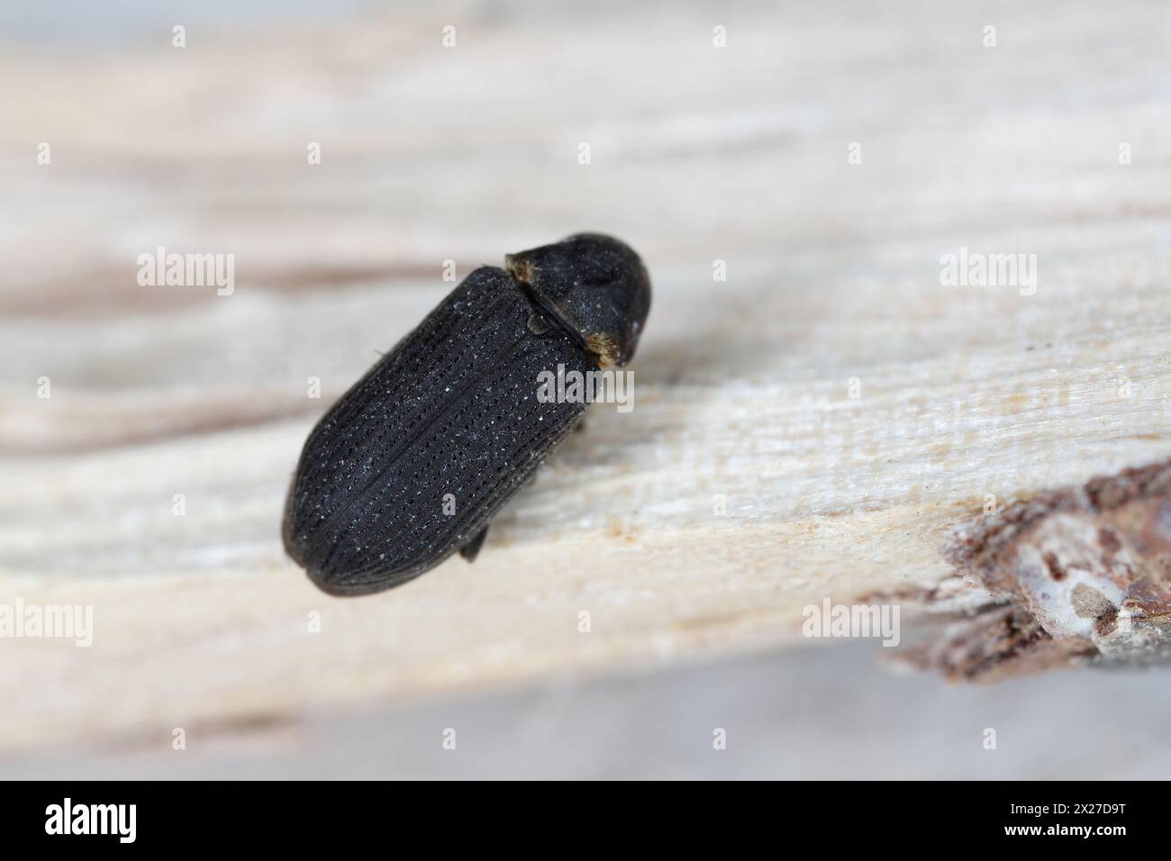 Common Furniture Beetle, Furniture Borer, Woodworm (Hadrobregmus pertinax, Anobium pertinax). Foto Stock