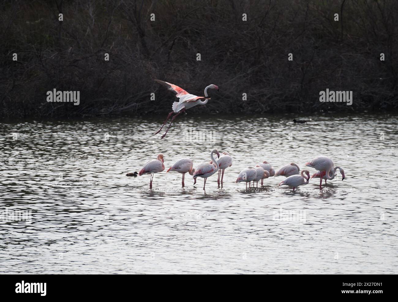 Malaga, Spagna. 20 aprile 2024. Un gruppo di fenicotteri rosa riposano mentre altri volano al lago Fuente de Piedra. Le recenti piogge nella provincia di Málaga hanno permesso l'innalzamento del livello dell'acqua della laguna e l'arrivo di migliaia di fenicotteri per iniziare il loro ciclo riproduttivo. Questa laguna è una riserva naturale e un terreno di riproduzione per i fenicotteri, dove i visitatori possono osservare molte specie nel loro habitat naturale. (Foto di Jesus Merida/SOPA Images/Sipa USA) credito: SIPA USA/Alamy Live News Foto Stock