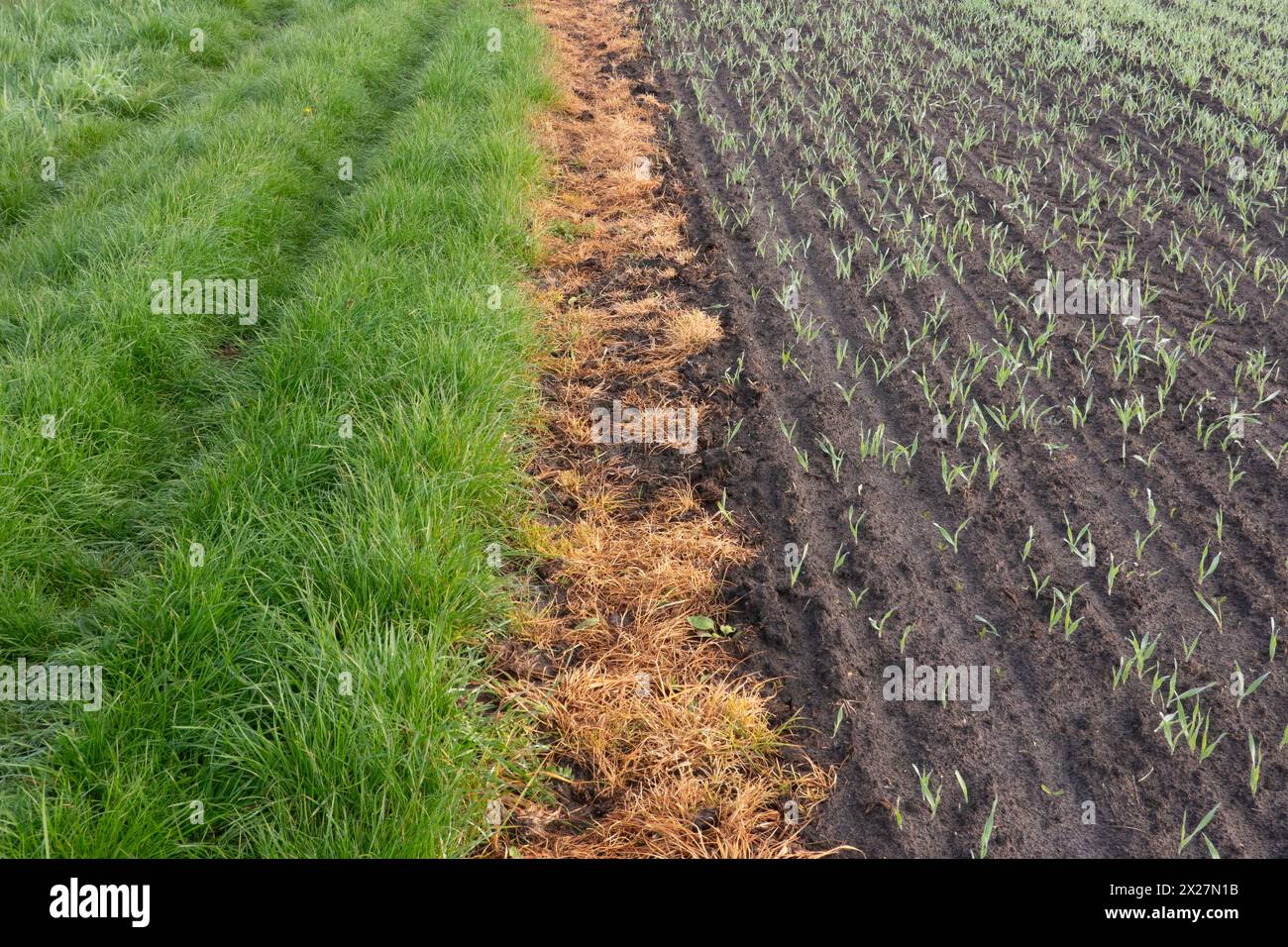 Striscia di erba bruna morta, spruzzata di glifosato, tra erba verde e frumento appena seminato Foto Stock