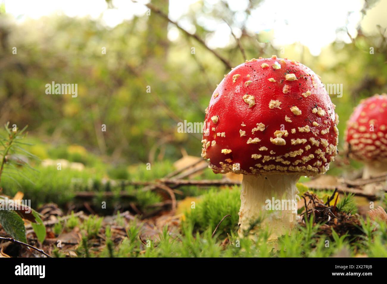 un bellissimo fungo agarico a mosca rossa con un cappuccio rotondo e un primo piano di puntini bianchi in una foresta verde in autunno Foto Stock