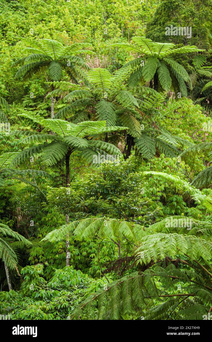 Foresta pluviale tropicale negli altopiani Nasouri di viti Levu, Figi. Foto Stock