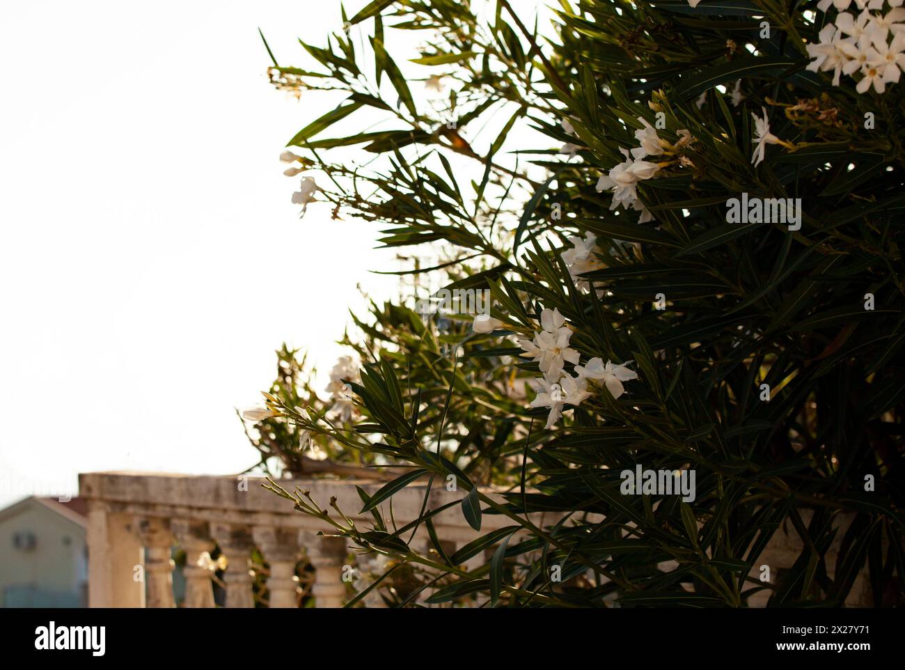Delicato oleandro di veleno bianco con foglie verdi con scorci di luce solare. Estate. Montenegro. Orizzontale. Foto di alta qualità. Foto Stock