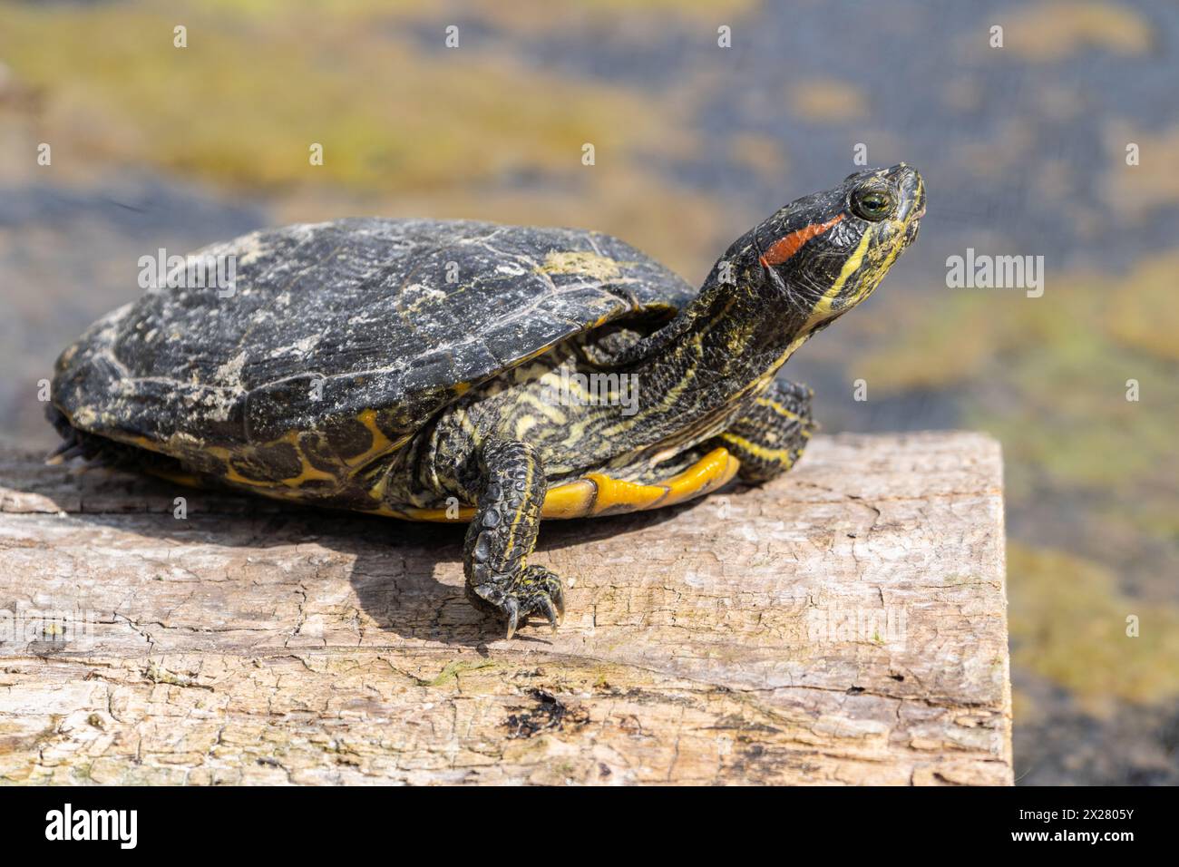 Foto orizzontale ravvicinata del cursore con le orecchie rosse mentre si crogiola al sole su un laghetto di tronchi. Foto Stock