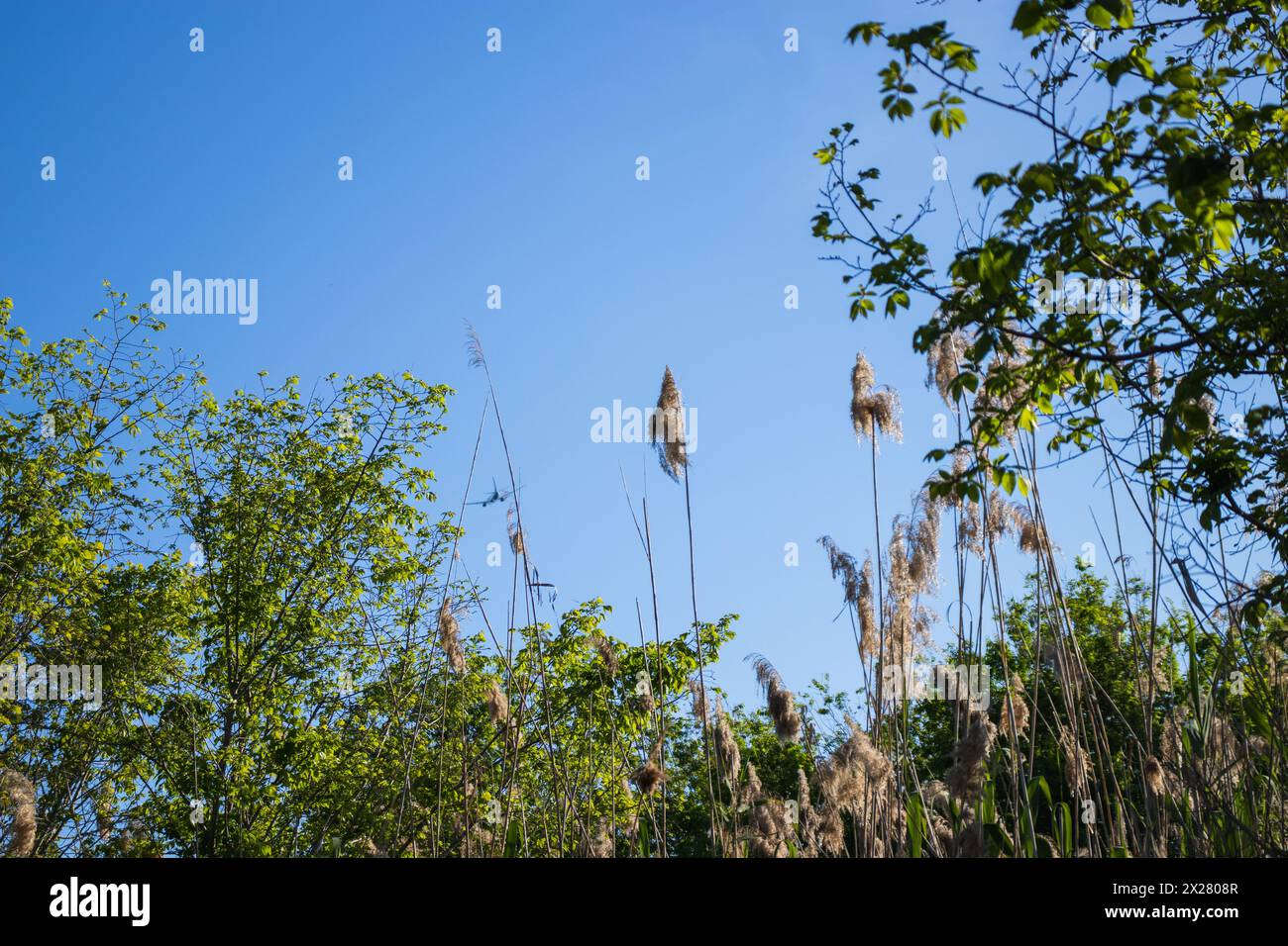 Happy Earth Day, guarire il pianeta Terra, Delta del Llobregat a Barcellona, Spagna, sostenibilità, conservazione dell'ambiente, protezione della biodiversità Foto Stock