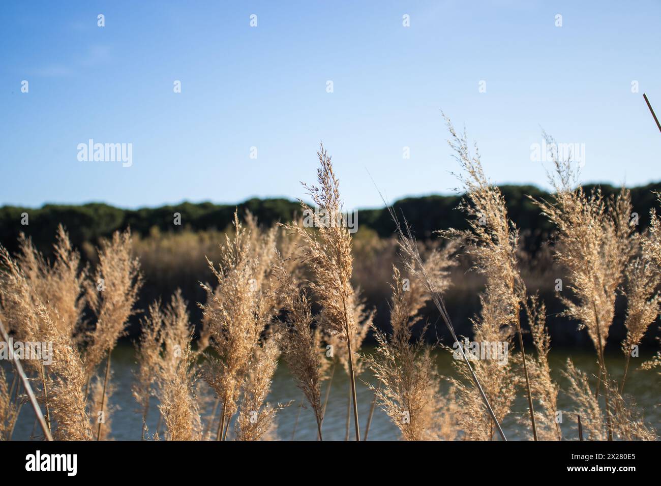 Happy Earth Day, guarire il pianeta Terra, Delta del Llobregat a Barcellona, Spagna, sostenibilità, conservazione dell'ambiente, protezione della biodiversità Foto Stock