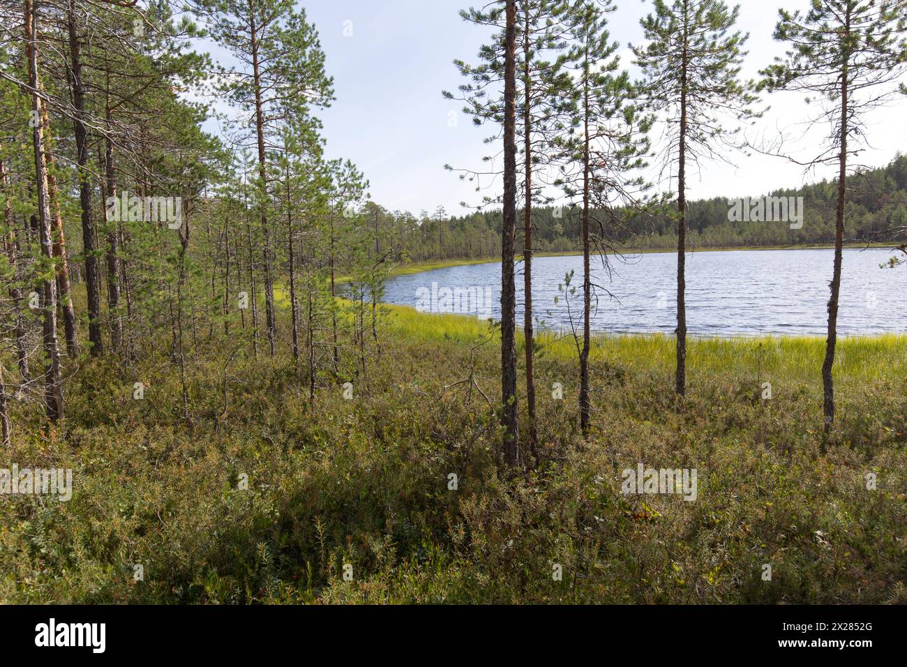Foto di un sentiero nella regione lacustre della Finlandia Foto Stock
