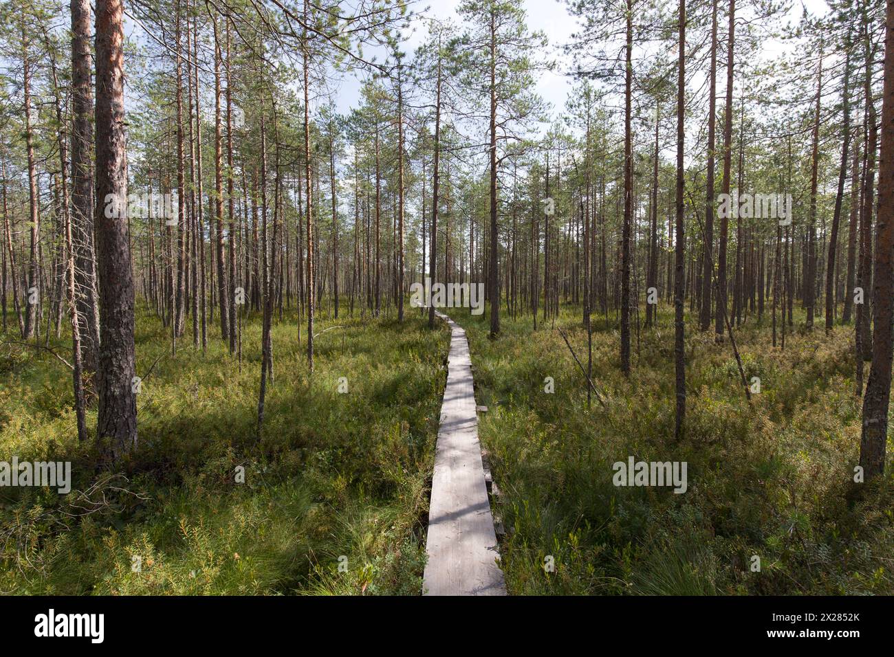 Foto di un sentiero nella regione lacustre della Finlandia Foto Stock