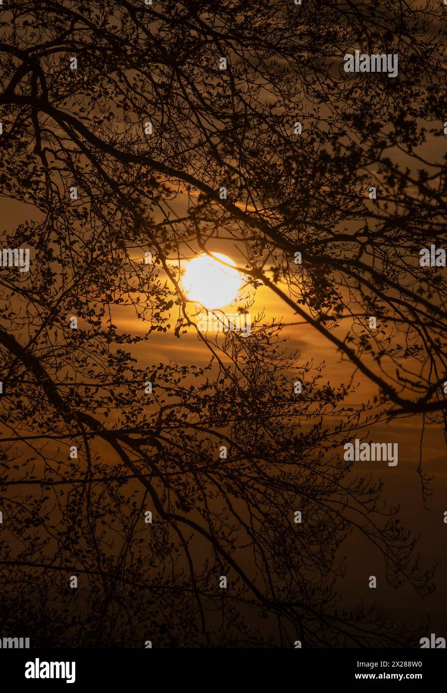 Il sole primaverile che tramonta sul Worcestershire si vede attraverso gli alberi in un bosco vicino a Bromsgrove, in Inghilterra. Foto Stock