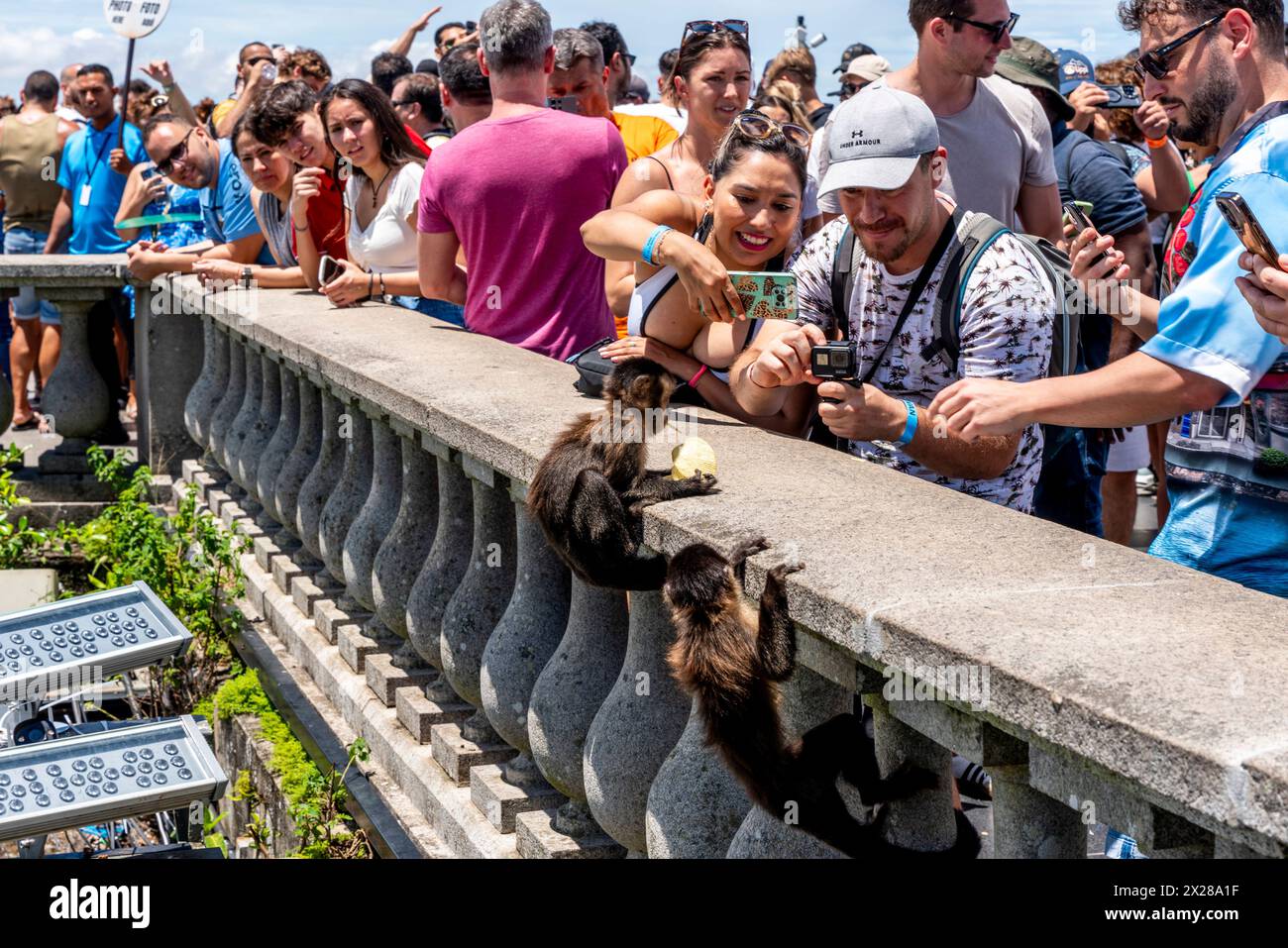 Turisti/visitatori che danno da mangiare alle scimmie presso la statua del Cristo Redentore, Rio de Janeiro, Brasile. Foto Stock