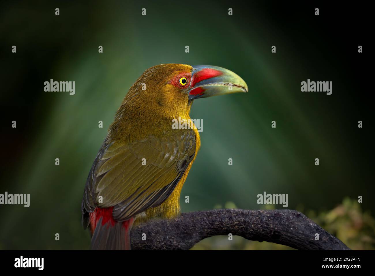 Un toucanet di zafferano (Pteroglossus bailloni) nella foresta atlantica del sud-est del Brasile. Foto Stock