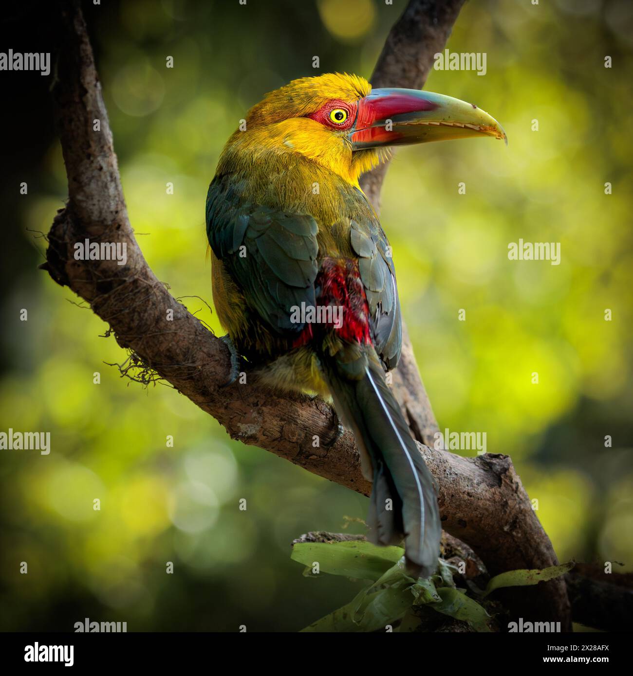 Un toucanet di zafferano (Pteroglossus bailloni) nella foresta atlantica del sud-est del Brasile. Foto Stock