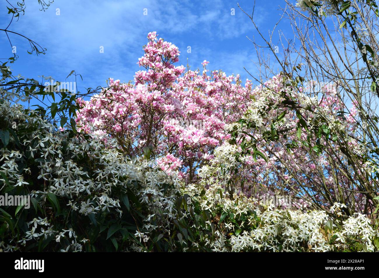 magnolia rosa che fiorisce dietro una cremosa clematis armandii bianca in un giardino nel sud-est di Londra in marzo e all'inizio della primavera, contro un cielo azzurro Foto Stock