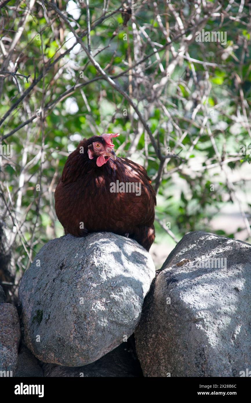 Rooster seduto su un muro di pietra Foto Stock