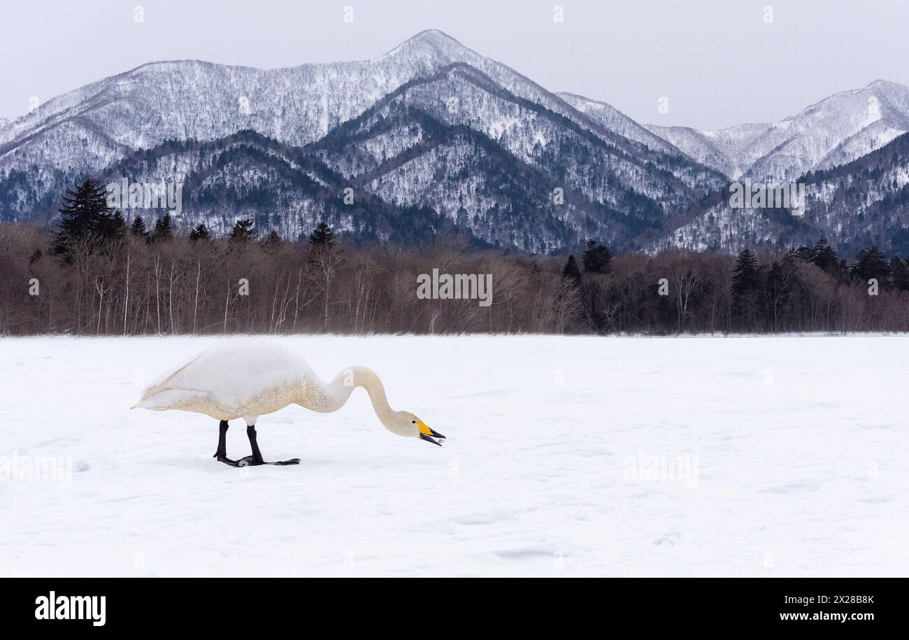 Alimentazione dei cigni hooper, lago Kussharo, Hokkaido, Giappone con paesaggio montano invernale Foto Stock