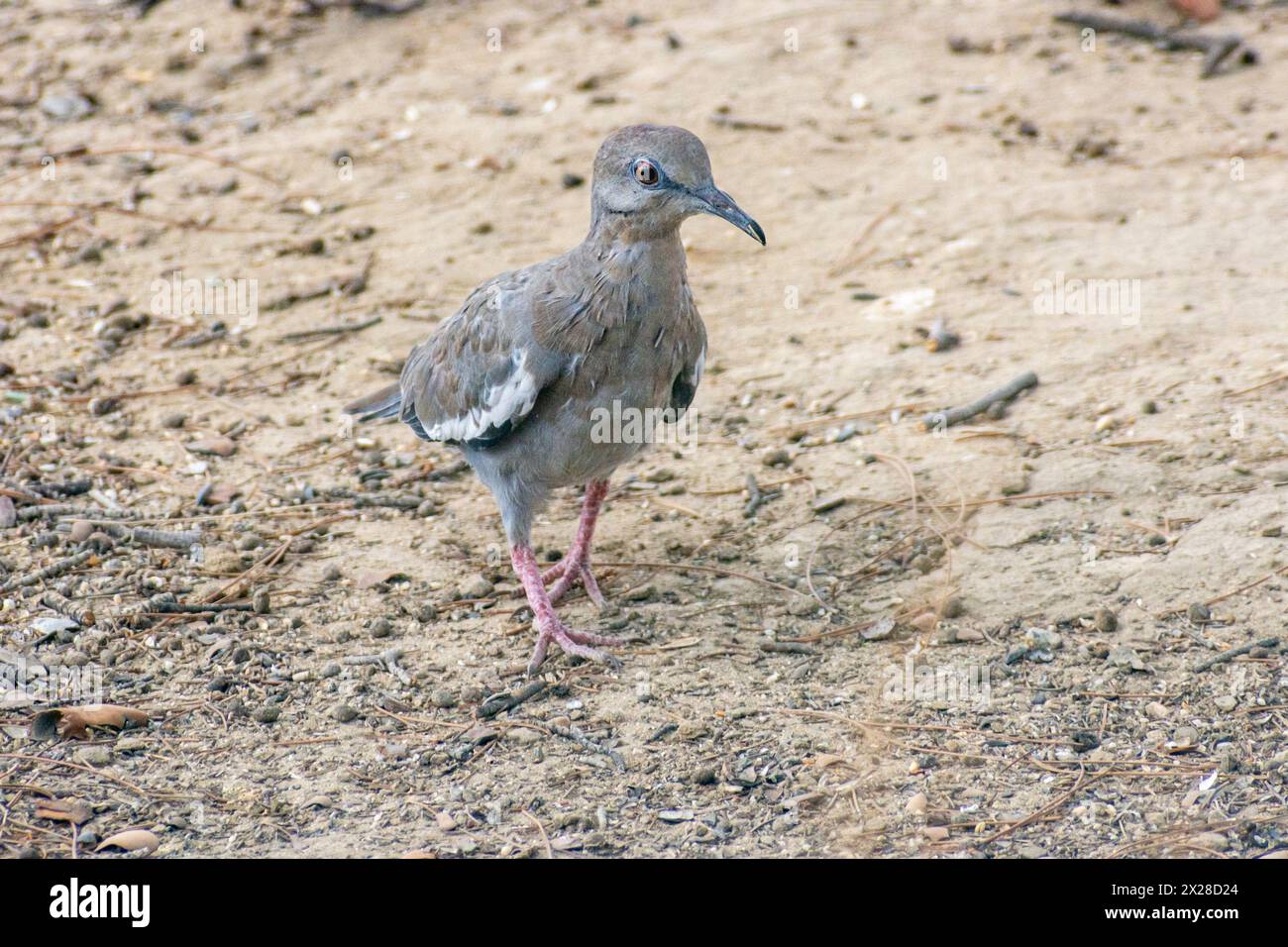 Una colomba dalle ali bianche (Zenaida asiatica) sul terreno nel deserto del Mojave della California meridionale. Foto Stock