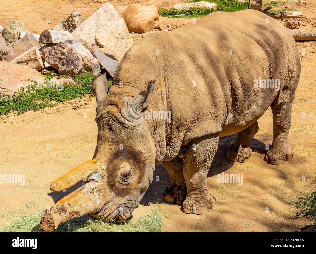 Vecchio rinoceronte rugoso con corno rotto Foto Stock