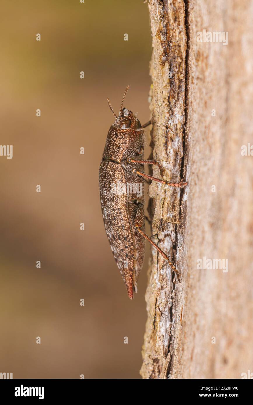 Una falda falda di legno (Dicerca divaricata) esplora il lato di un albero. Foto Stock