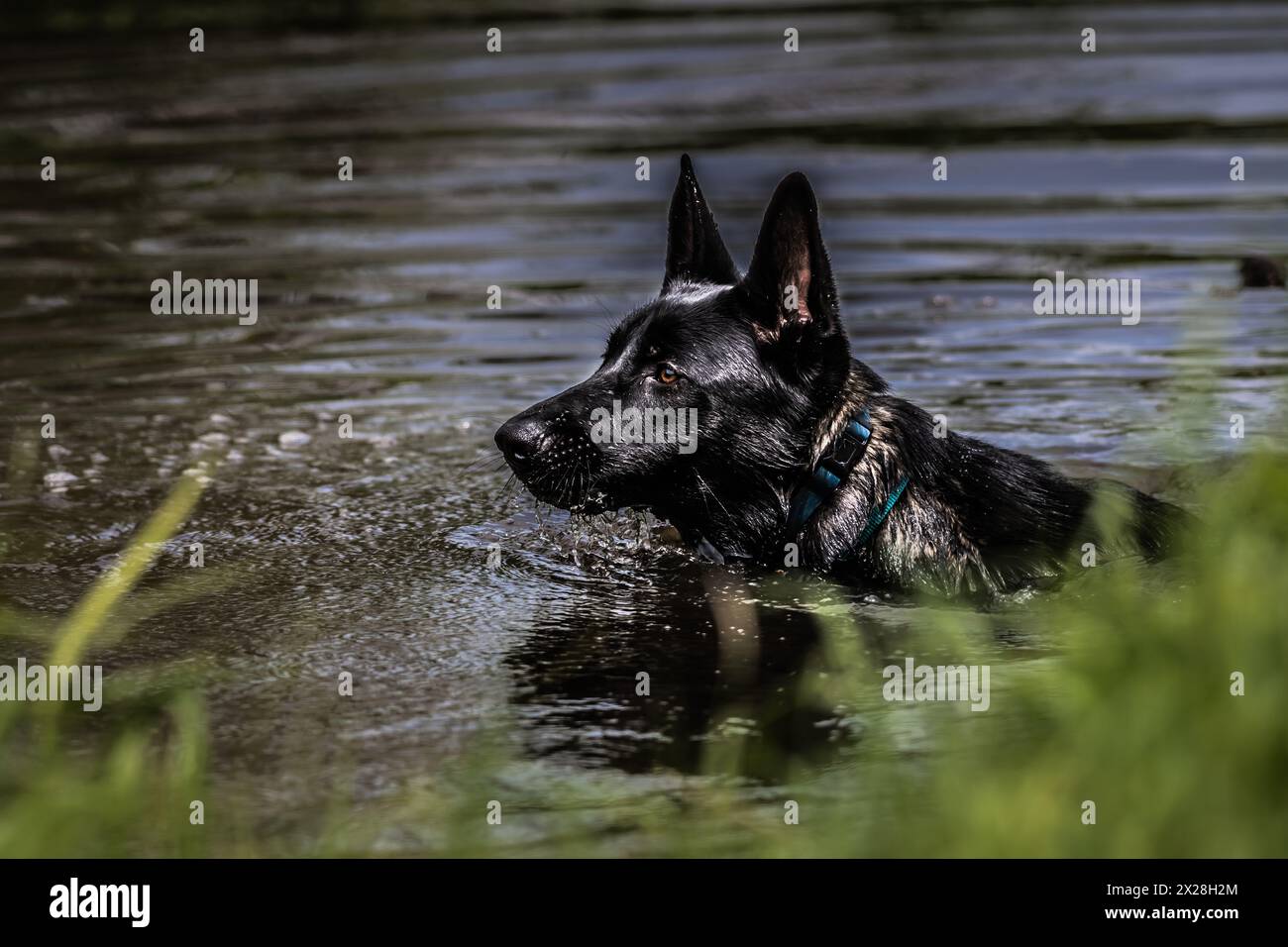 Un Pastore Akita con un mantello nero jet rinfrescante in un torrente in un caldo pomeriggio estivo. Foto Stock