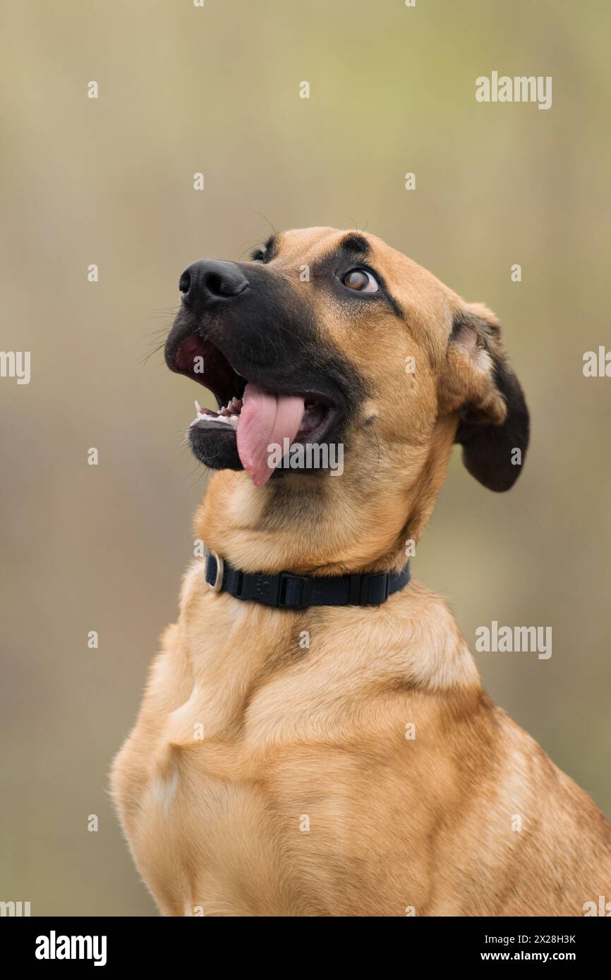 Un cucciolo misto belga di malinios simile a Scooby Doo si siede e posa per un ritratto guardando amorevolmente negli occhi dei proprietari. Foto Stock