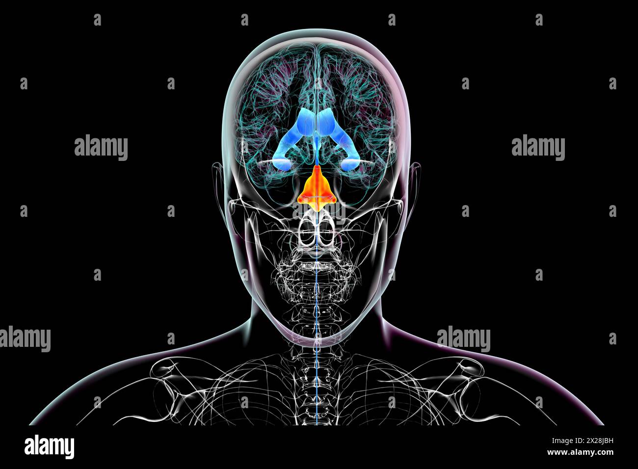 Ingrandimento del quarto ventricolo cerebrale, illustrazione Foto Stock
