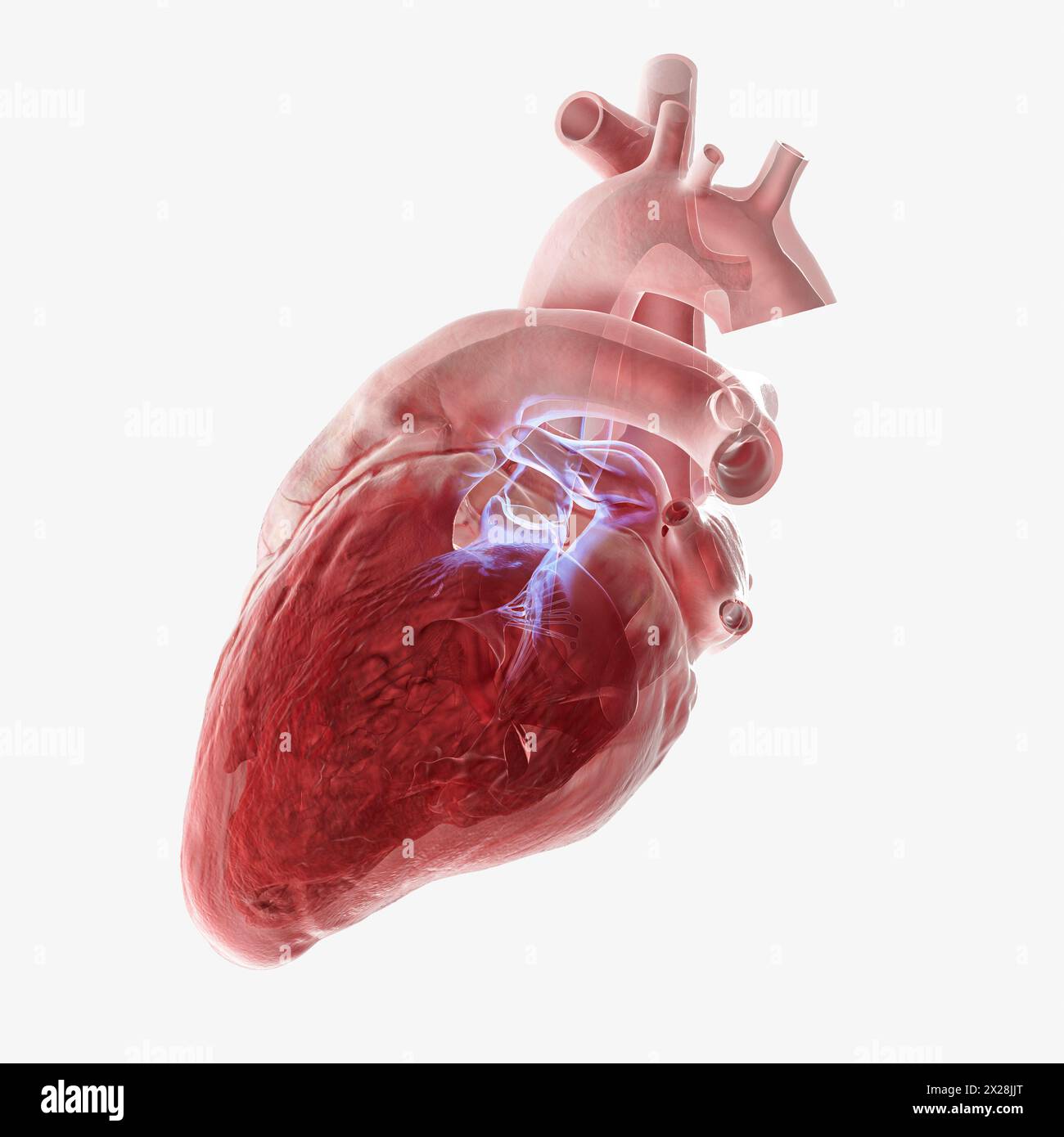 Valvola aortica cuore umano, illustrazione Foto Stock