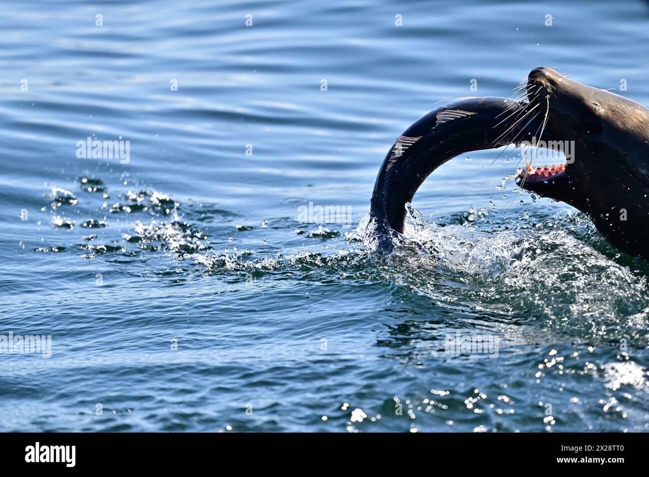 Leone marino della California che divora pesci enormi Foto Stock