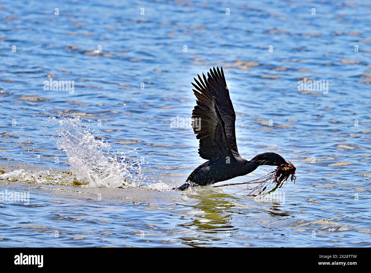 Cormorano a doppia cresta che vola sull'acqua con le erbacce annidate Foto Stock