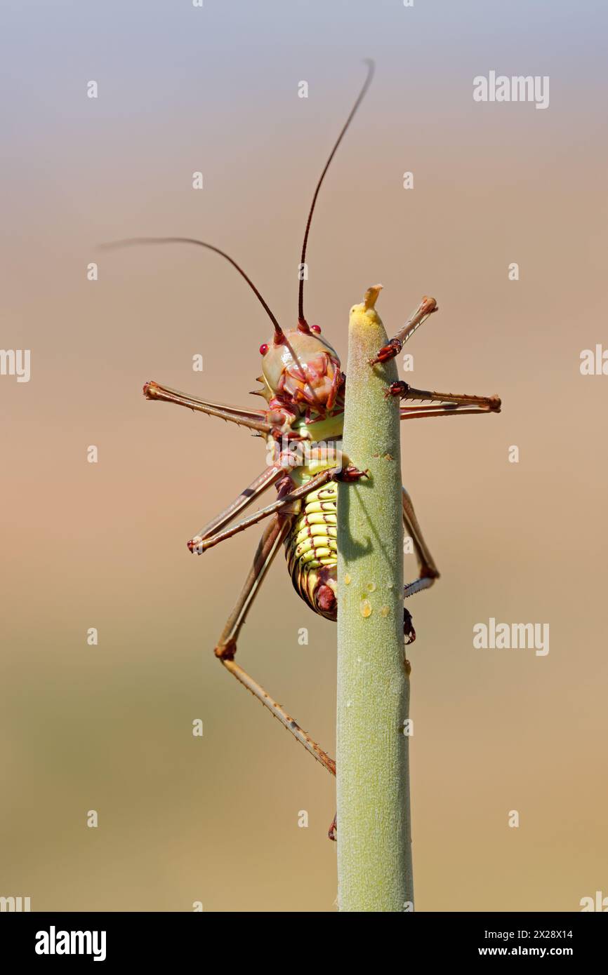 Un cricket africano corazzato (Famiglia Bradyporidae) seduto su una pianta, Africa meridionale Foto Stock