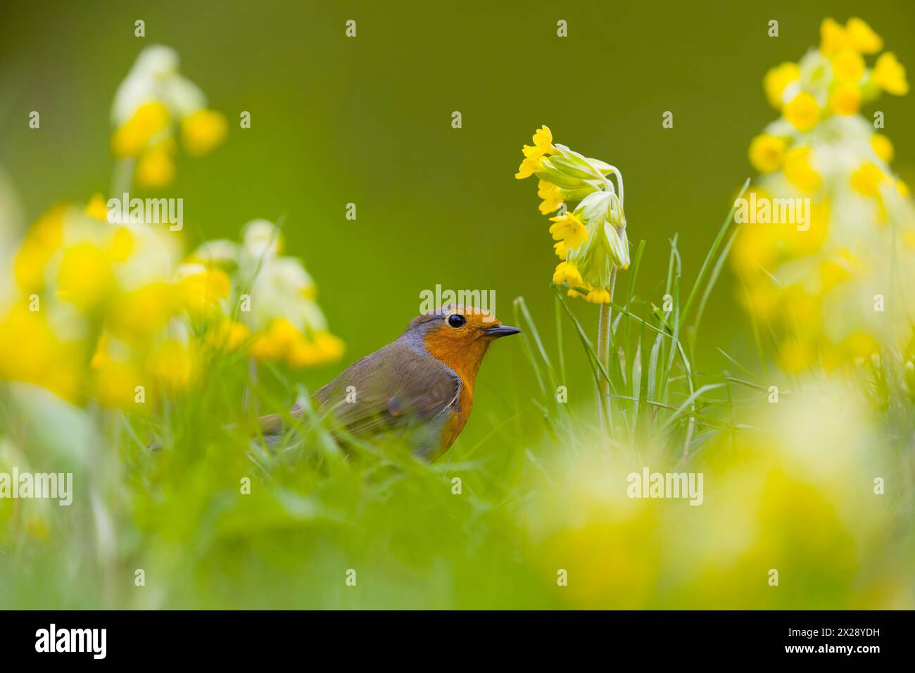 Robin europeo Erithacus rubecula, adulto in piedi tra Cowslip Primula veris, fiori, Suffolk, Inghilterra, aprile Foto Stock