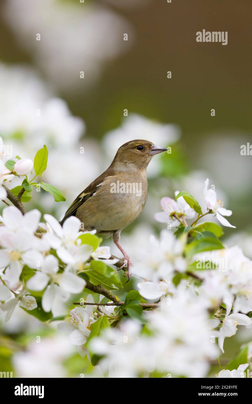 Pannocchie comuni di Fringilla, femmina adulta arroccata tra la fioritura di mele, Suffolk, Inghilterra, aprile Foto Stock