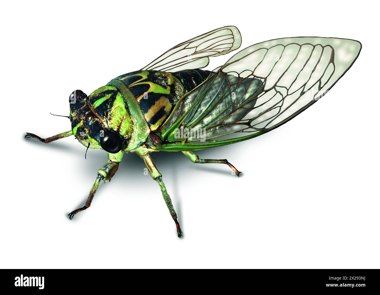 Cicada o cicala bug su sfondo bianco dopo un lungo ibernazione sotterraneo come simbolo della natura e dell'educazione entomologica per i grandi insetti. Foto Stock