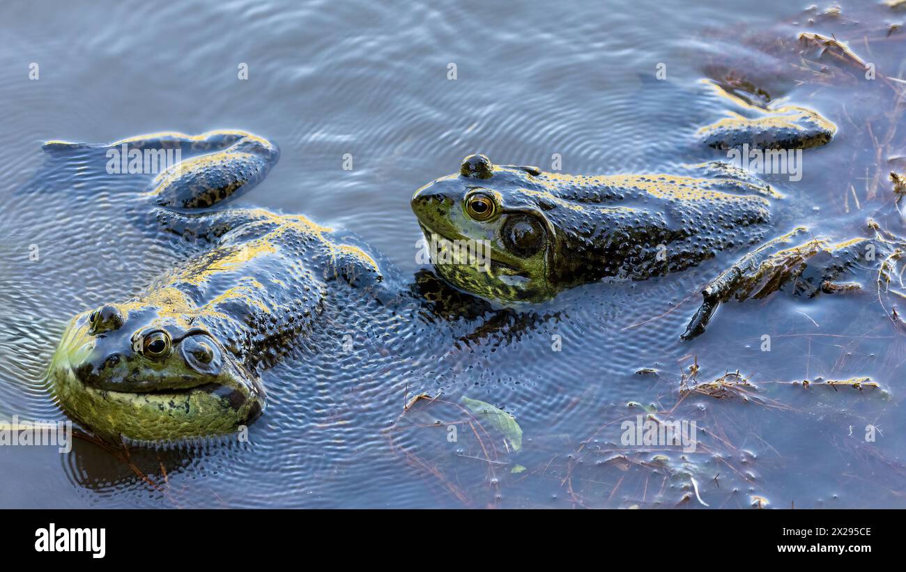 Due maschi adulti Bullfrog americani che corrompono e combattono per il territorio. Ed Levin County Park, Santa Clara County, California. Foto Stock