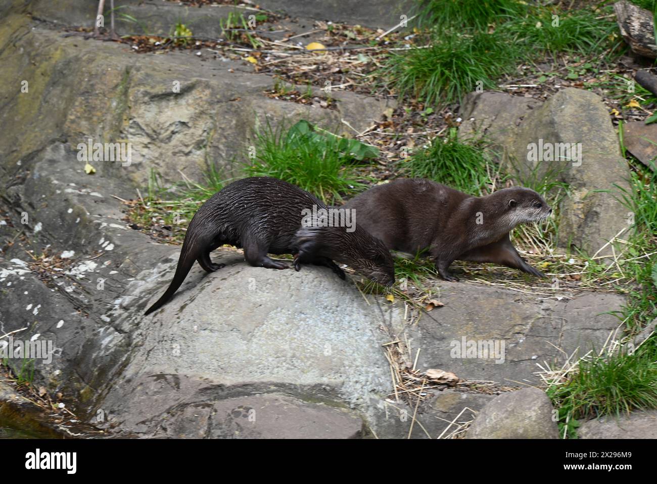 Uno dei punti di forza di un viaggio al London Wetlands Centre è incontrare Tod and Honey, una coppia di lontre asiatiche dalle piccole artigli. La specie si trova in tutto il sud-est asiatico, dall'India meridionale, dalla Cina meridionale e dai paesi più a sud. Queste lontre sono classificate come vulnerabili all'estinzione perché affrontano minacce derivanti dal bracconaggio, dal traffico illegale di animali da compagnia, dall'inquinamento e dalla perdita del loro habitat. Si pensa che ci siano solo 5.000 di loro che vivono in natura e questo numero sta diminuendo. Sono le specie di lontre più piccole. Foto Stock