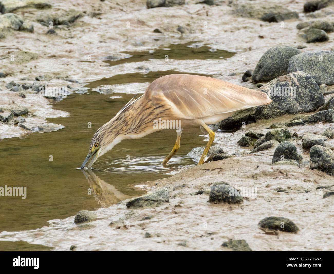 Squacco Heron (Ardeola ralloides), a caccia di cibo in uno stagno essiccato, Agia Vavara, Cipro. Foto Stock