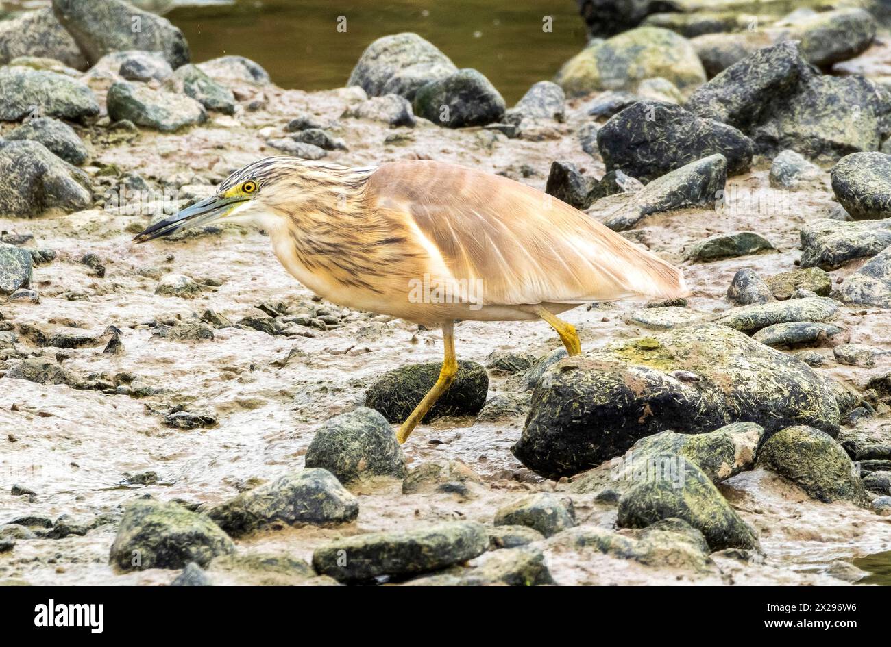 Squacco Heron (Ardeola ralloides), a caccia di cibo in uno stagno essiccato, Agia Vavara, Cipro. Foto Stock