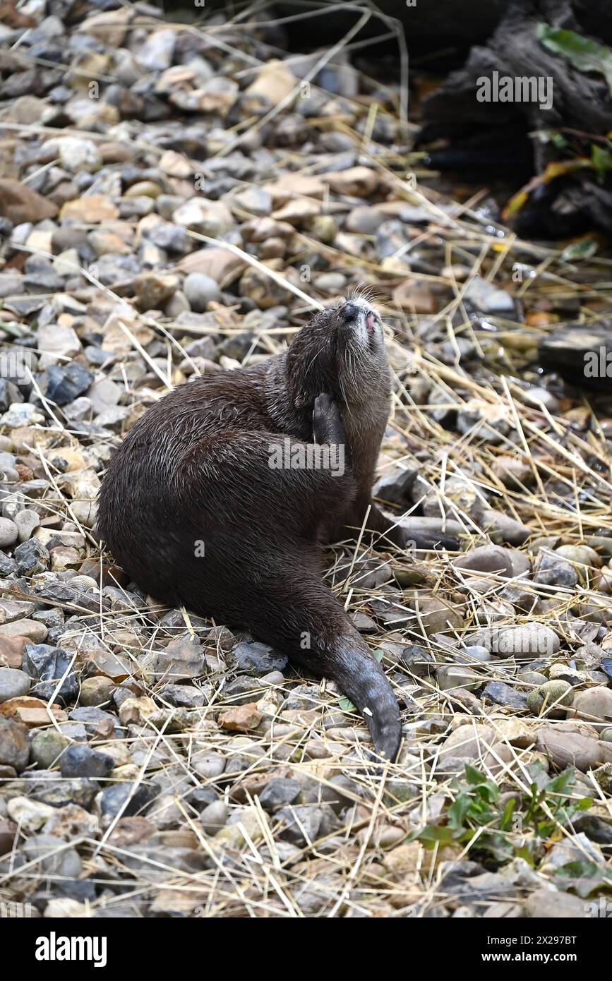 Uno dei punti di forza di un viaggio al London Wetlands Centre è incontrare Tod and Honey, una coppia di lontre asiatiche dalle piccole artigli. La specie si trova in tutto il sud-est asiatico, dall'India meridionale, dalla Cina meridionale e dai paesi più a sud. Queste lontre sono classificate come vulnerabili all'estinzione perché affrontano minacce derivanti dal bracconaggio, dal traffico illegale di animali da compagnia, dall'inquinamento e dalla perdita del loro habitat. Si pensa che ci siano solo 5.000 di loro che vivono in natura e questo numero sta diminuendo. Sono le specie di lontre più piccole. Foto Stock