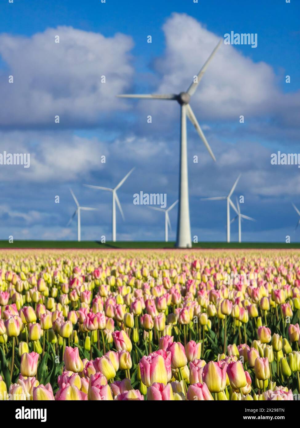 Un vasto campo di tulipani vibranti che ondeggiano nel vento, con turbine a vento in piedi sullo sfondo, creando una scena pittoresca nei Paesi Bassi in primavera. Foto Stock