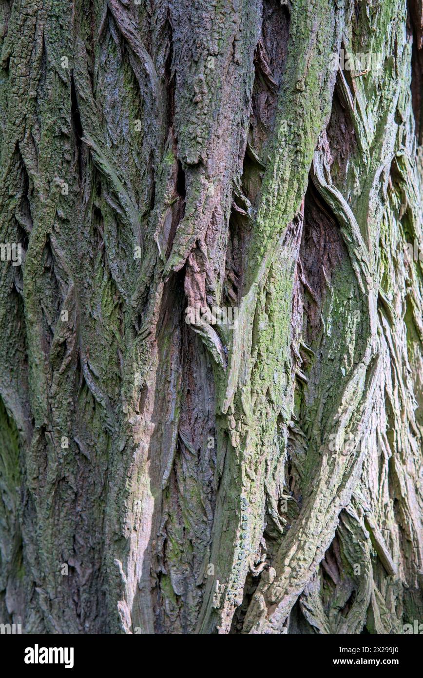 primo piano sulla corteccia degli alberi, luce naturale del sole laterale, scatto verticale Foto Stock