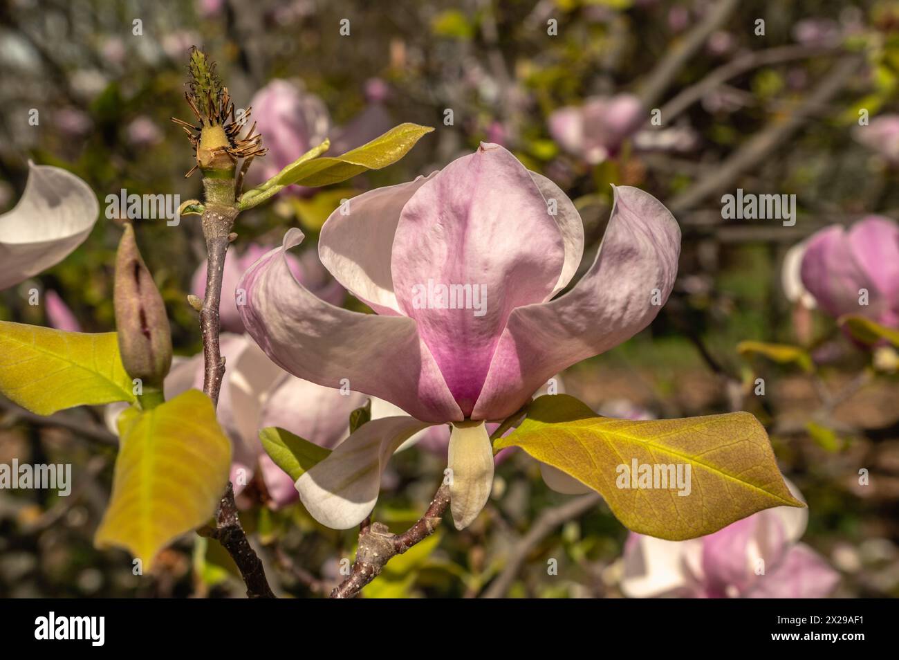 Odessa, Ucraina. Fiori e piante primaverili nel giardino botanico di Odessa in Ucraina in una giornata di sole Foto Stock