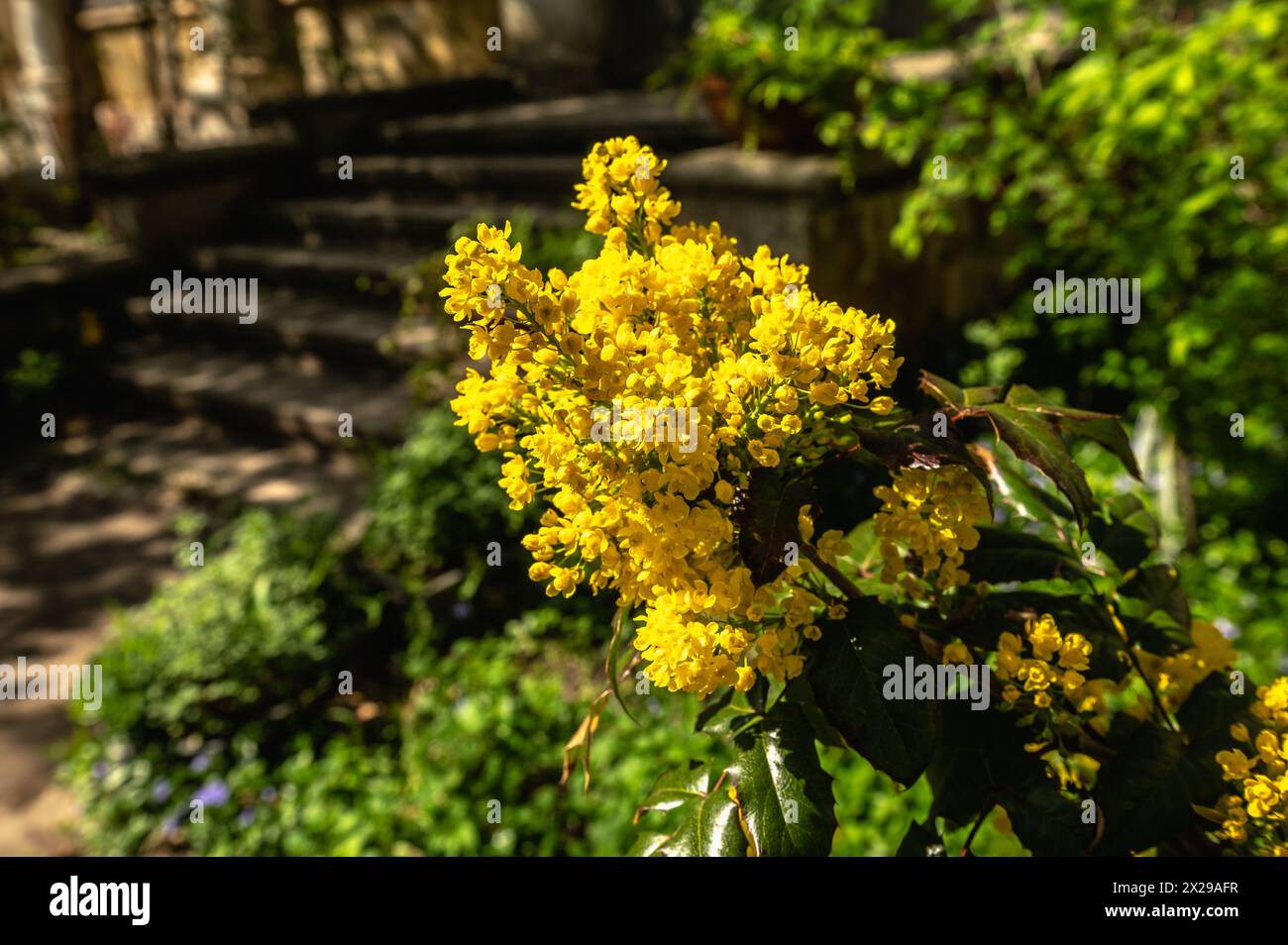 Odessa, Ucraina. Fiori e piante primaverili nel giardino botanico di Odessa in Ucraina in una giornata di sole Foto Stock