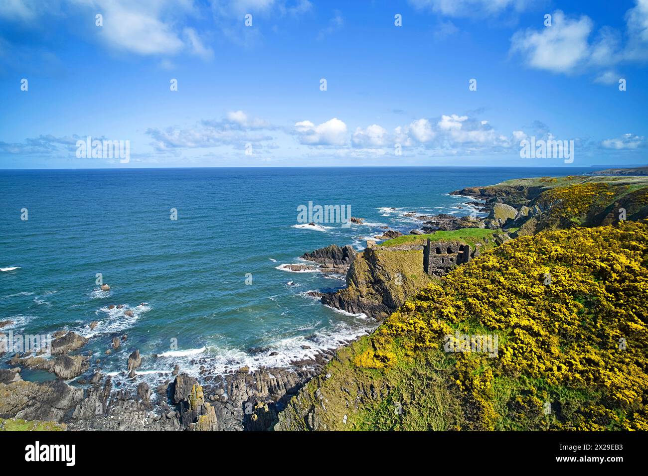 Castello di Findlater Moray Firth Aberdeenshire Scozia l'edificio rovina la spettacolare costa e le scogliere ricoperte di gorse gialle a Springtime Foto Stock