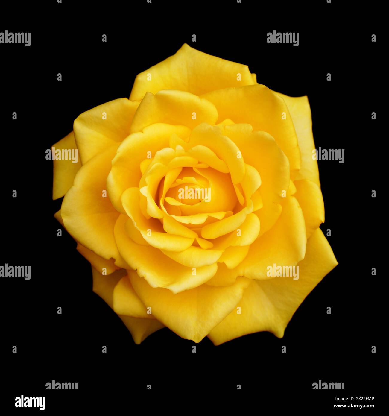 Fiore di rosa giallo completamente aperto, isolato su sfondo nero Foto Stock