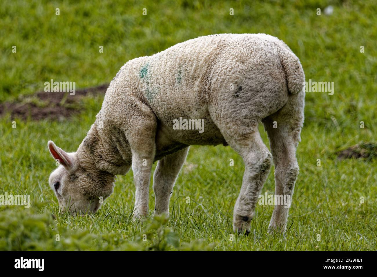 Pecore che pascolano nella primavera del Regno Unito Foto Stock