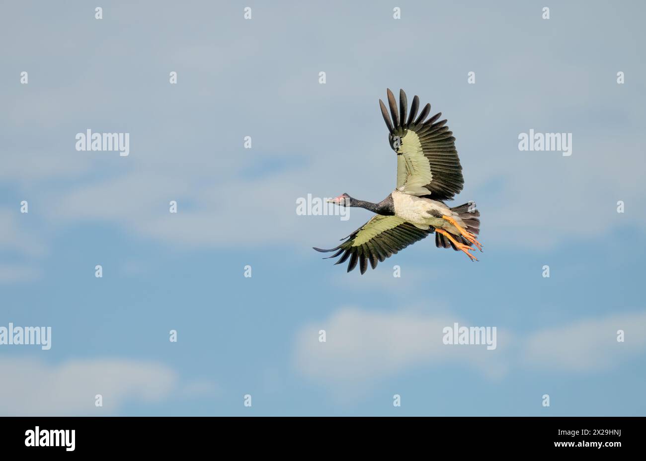 Magpie Goose, (Anseranas semipalmata) grande uccello d'acqua bianco e nero con grumi bulbosi sulla sommità della testa e sorprendenti gambe e piedi arancioni. Foto Stock