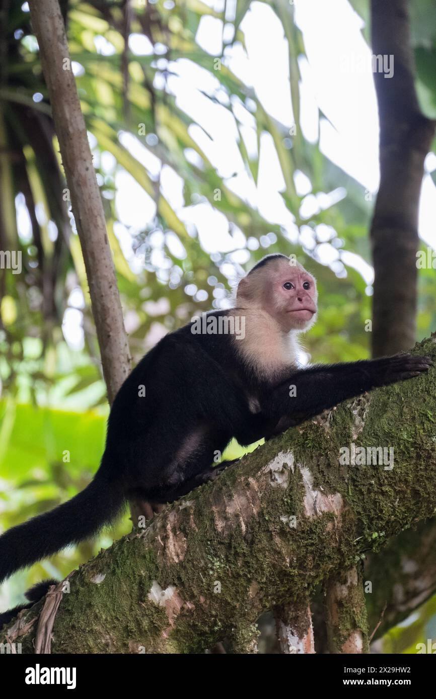 Scimmia dalla faccia bianca nella giungla di Tortuguero in Costa Rica Foto Stock