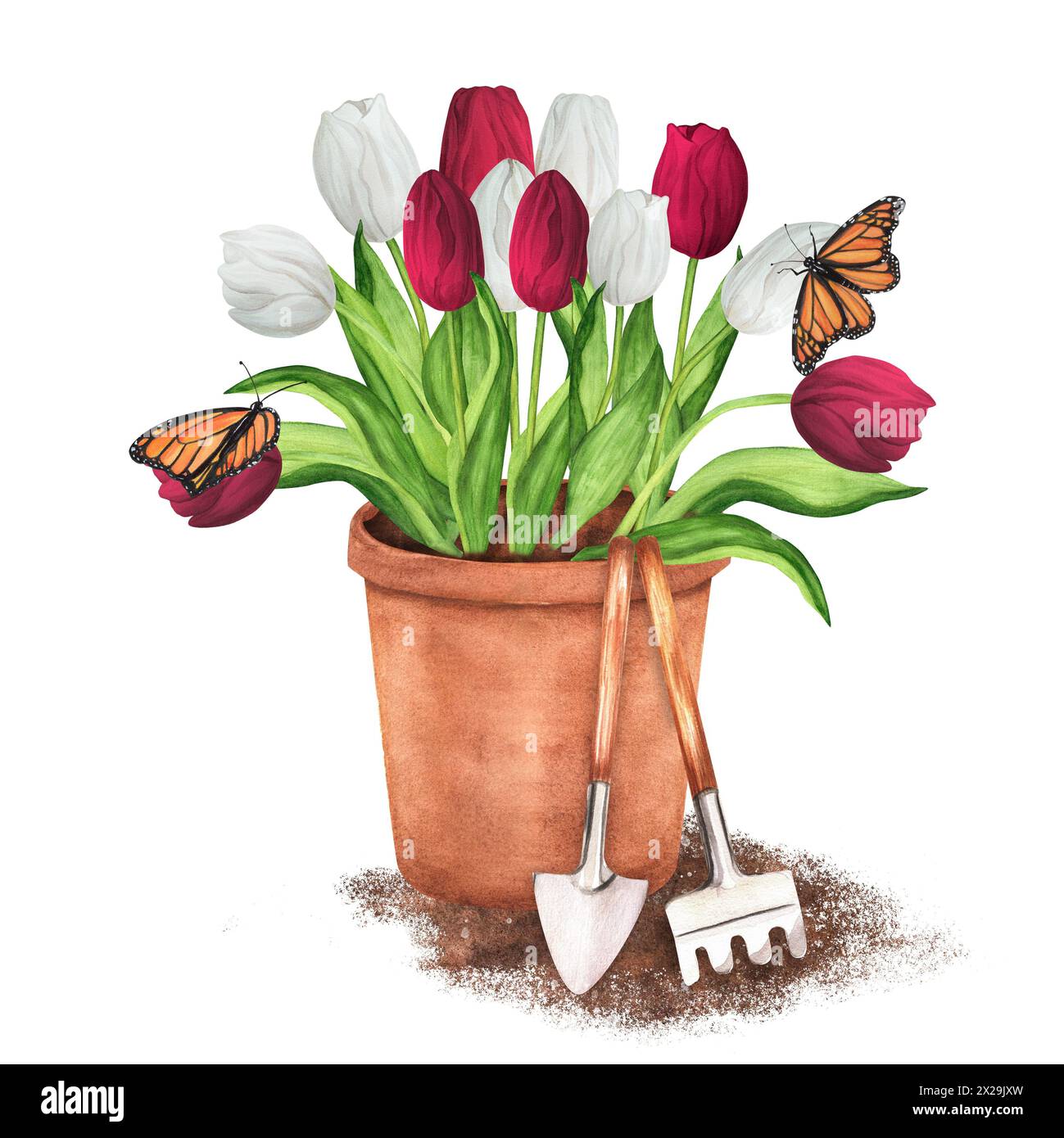 Illustrazione ad acquerello disegnata a mano. Vaso di fiori di terracotta con tulipani bianchi e rossi e farfalle. Vaso da giardino con attrezzi da giardino - rastrello e cazzuola Foto Stock