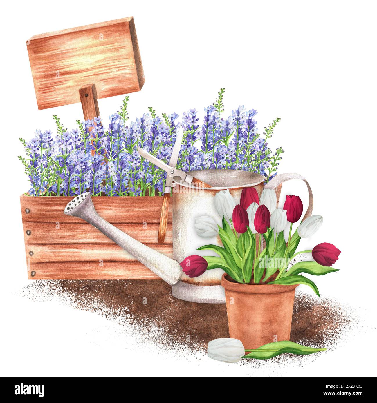 Illustrazione ad acquerello disegnata a mano. Scena rustica con cassa di legno con lavanda, vaso di fiori in terracotta con tulipani bianchi e rossi, annaffiatoio e W Foto Stock